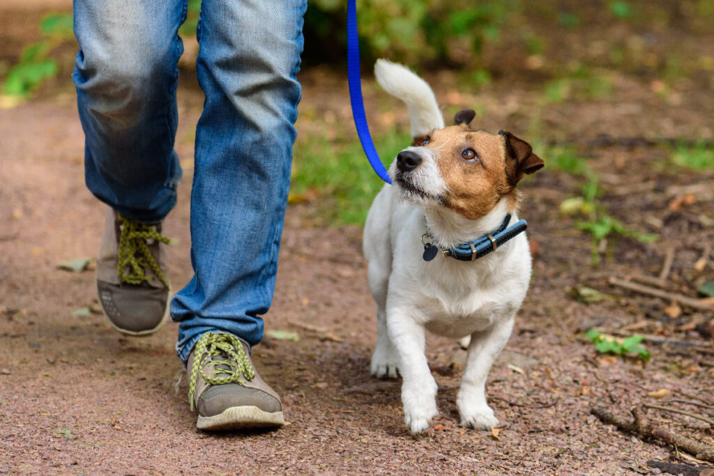 Rabies Alert: Vaccinate to Protect Your Pets